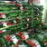 进口安瑟尔澳洲波尔耐热香菜种子，产量高，耐抽苔购买请联系