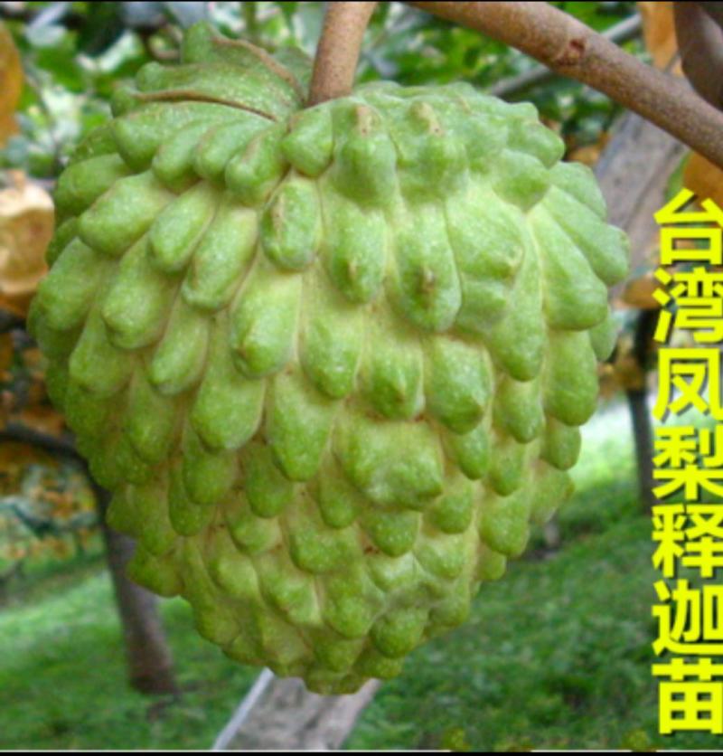台湾凤梨释迦苗裸根~小袋~中袋