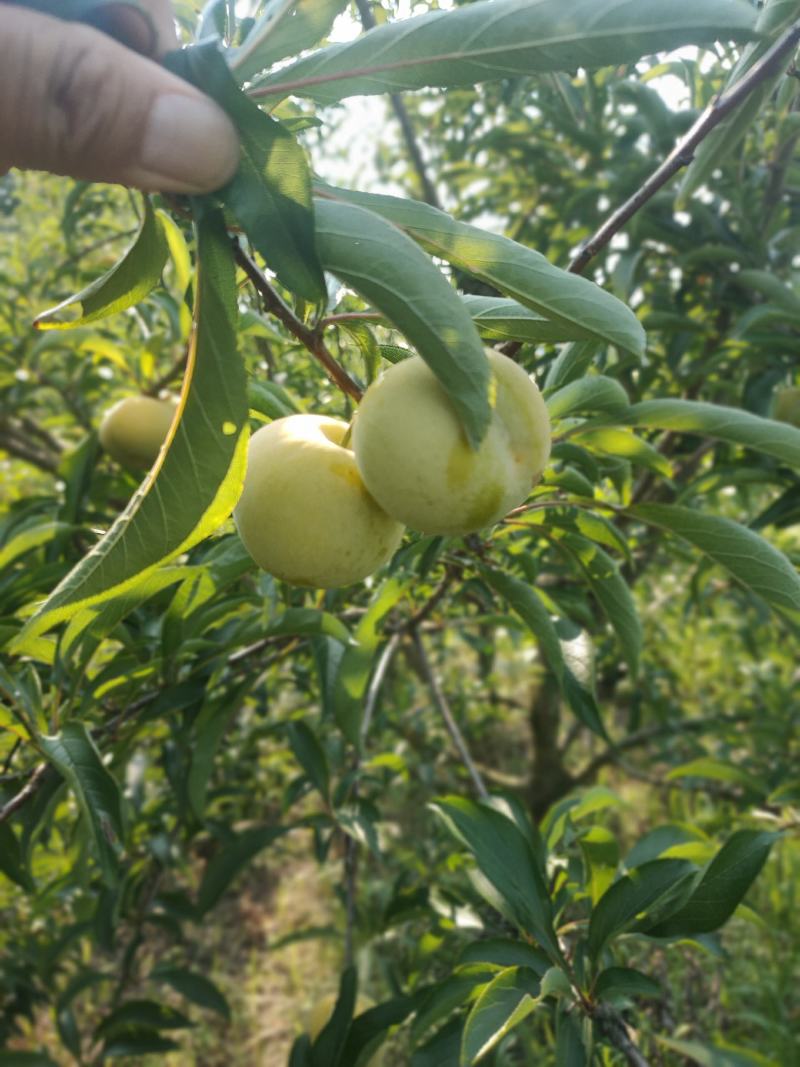 精品蜂糖李大量上市，大型基地一手货源，质量好，口感好，