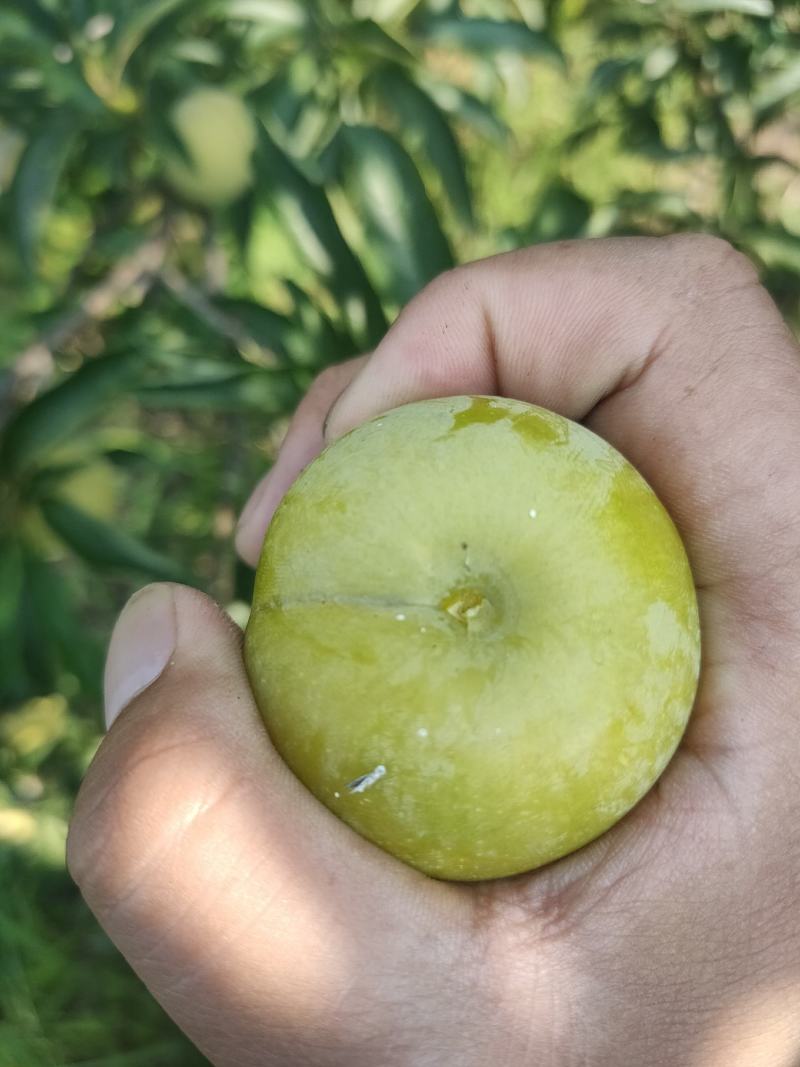 精品蜂糖李大量上市，大型基地一手货源，质量好，口感好，