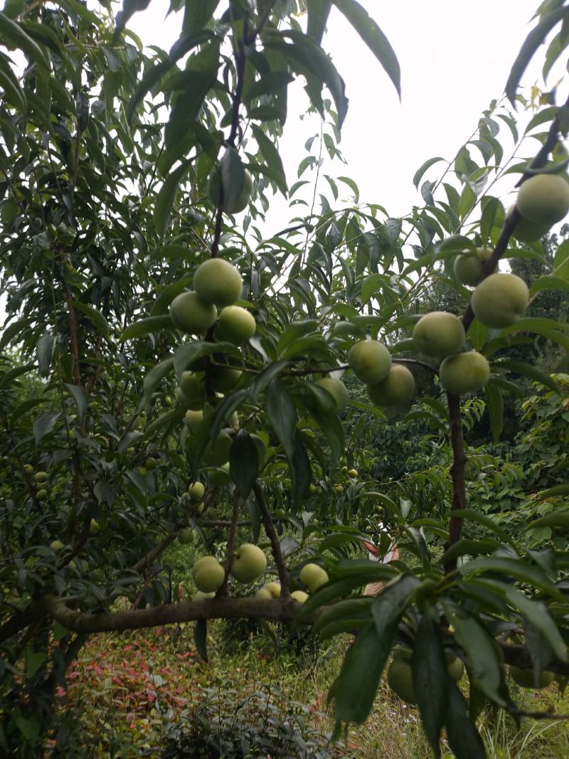 精品蜂糖李大量上市，大型基地一手货源，质量好，口感好，