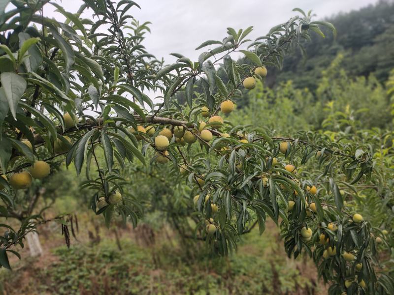 精品蜂糖李大量上市，大型基地一手货源，质量好，口感好，