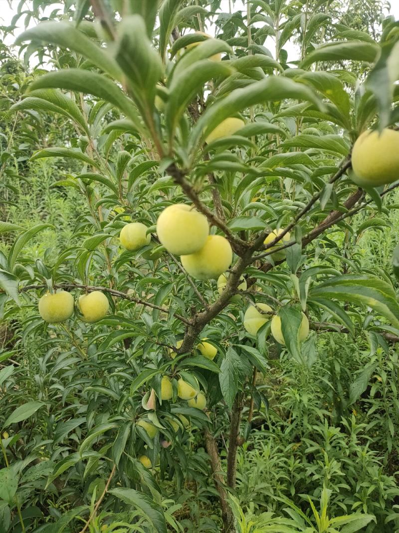 精品蜂糖李大量上市，大型基地一手货源，质量好，口感好，