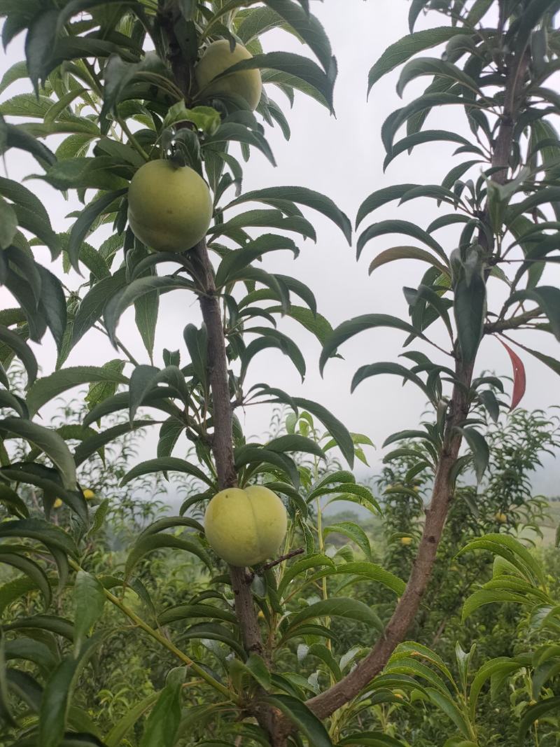 精品蜂糖李大量上市，大型基地一手货源，质量好，口感好，