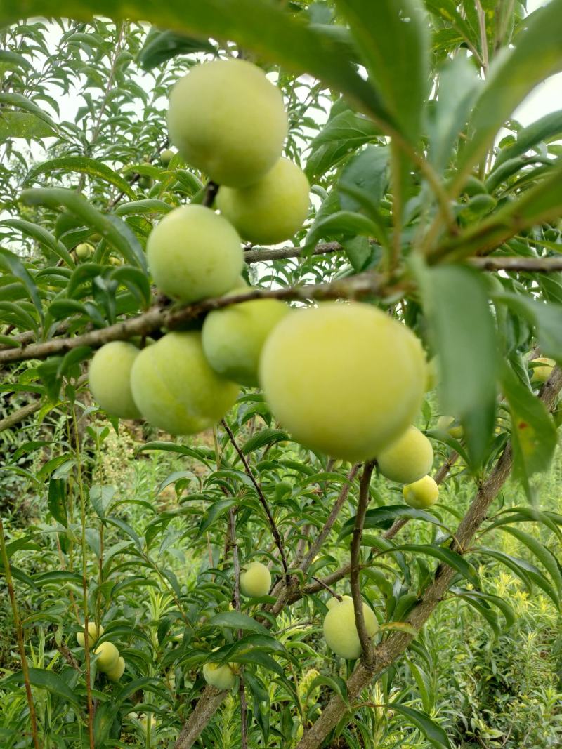 精品蜂糖李大量上市，大型基地一手货源，质量好，口感好，