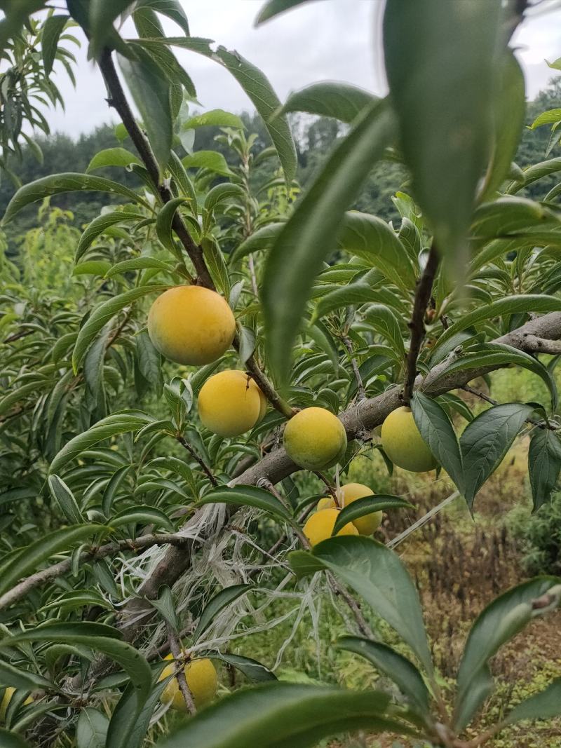 精品蜂糖李大量上市，大型基地一手货源，质量好，口感好，