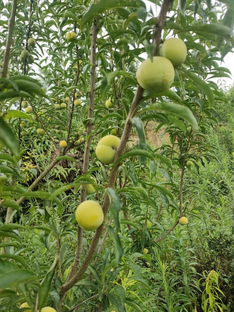 精品蜂糖李大量上市，大型基地一手货源，质量好，口感好，