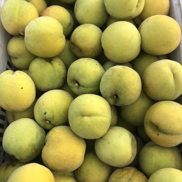 黄桃基地大量黄桃下果，3000亩产业园，欢迎老板咨询采购