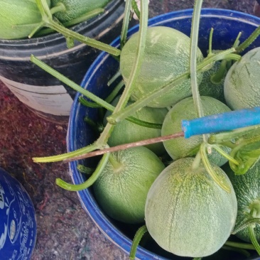 价格合理，货源充足