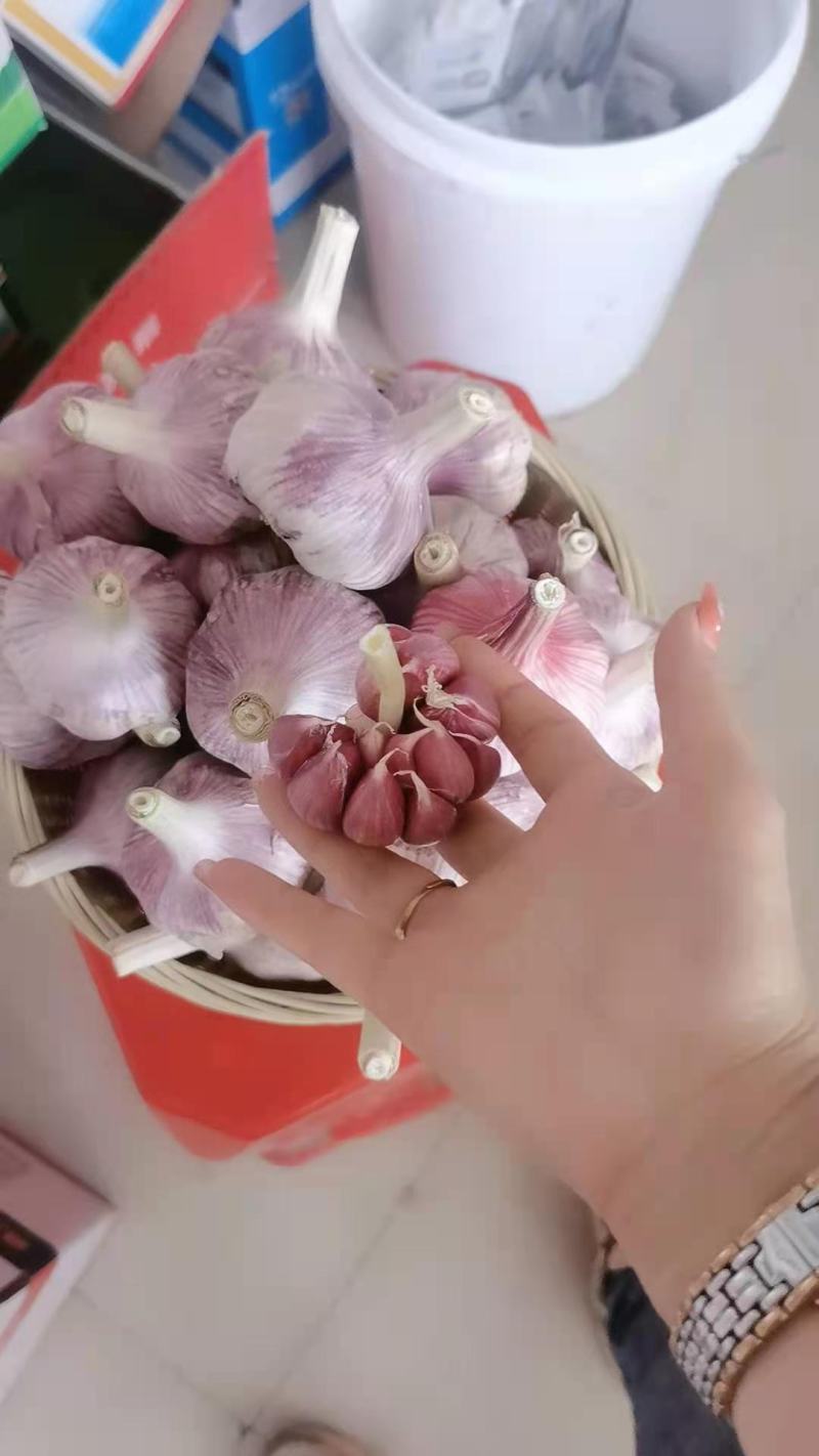 【晨宝种业】大蒜种子红根蒜苗种子包回收提供技术指导