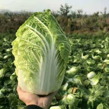 蔚县草沟堡乡精品大白菜～保证质量~全国发货