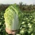 蔚县草沟堡乡精品大白菜～保证质量~全国发货