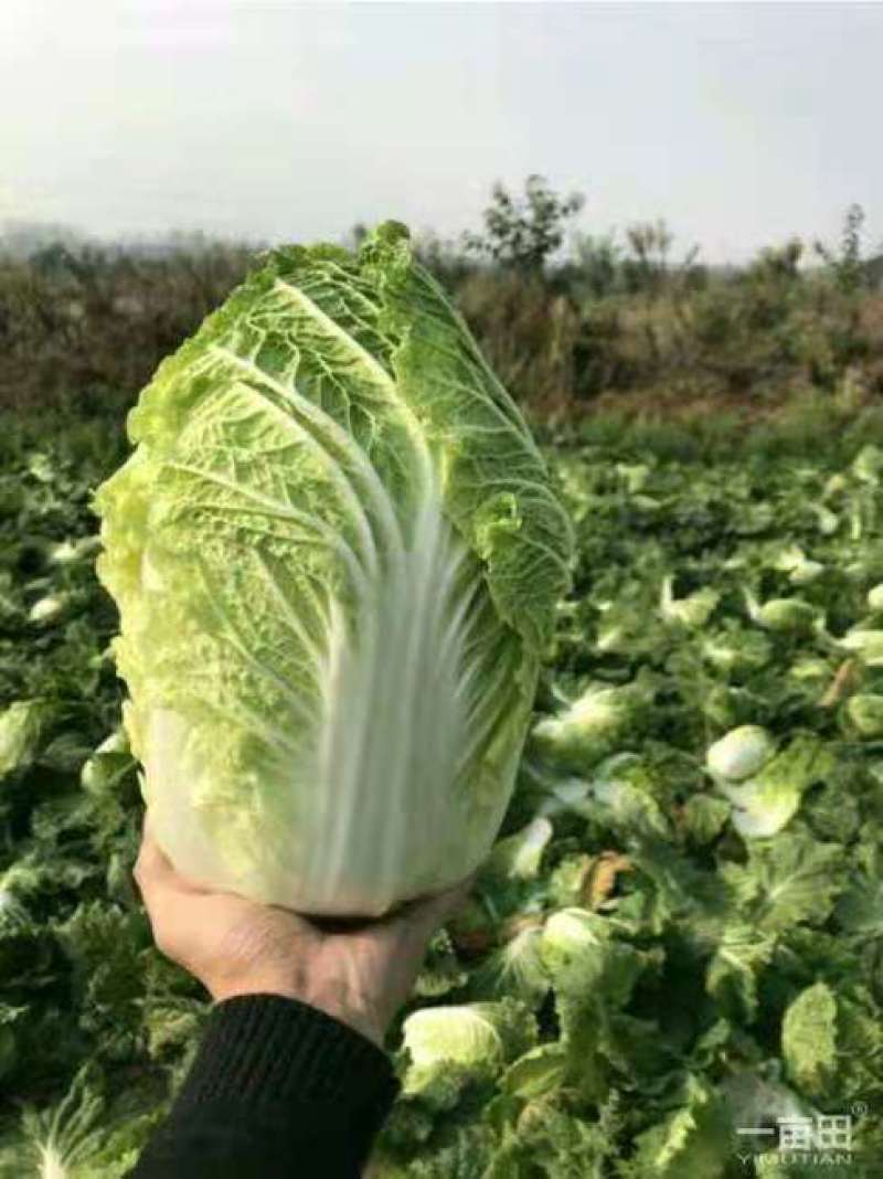 蔚县草沟堡乡精品大白菜～保证质量~全国发货