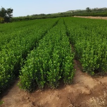 基地直发大叶黄杨，大叶黄杨球，价格实惠，没有中间商