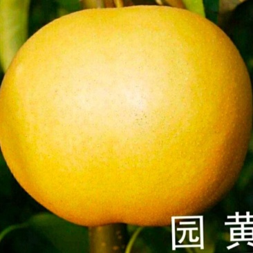 圆黄梨大量上市口感好个头大！！！！！！！！！