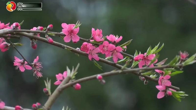 最后一波清园价68元九省包邮