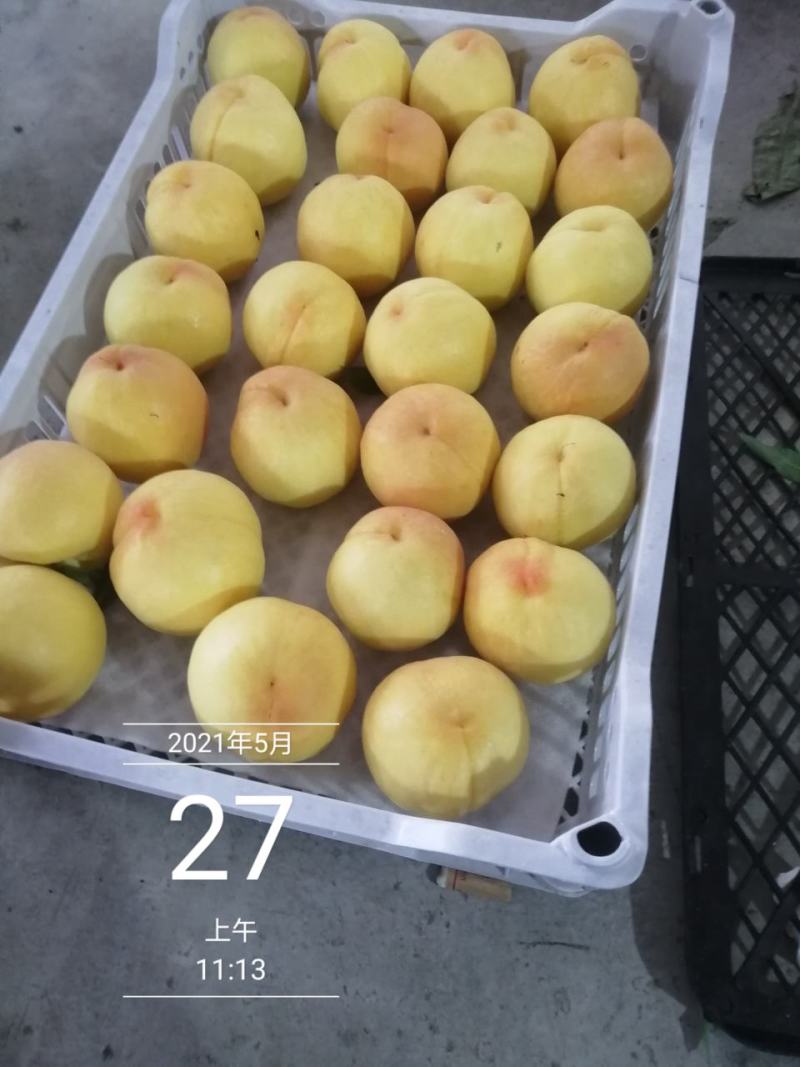 黄桃，四川黄毛桃，脆黄桃，精品桃，精品水果