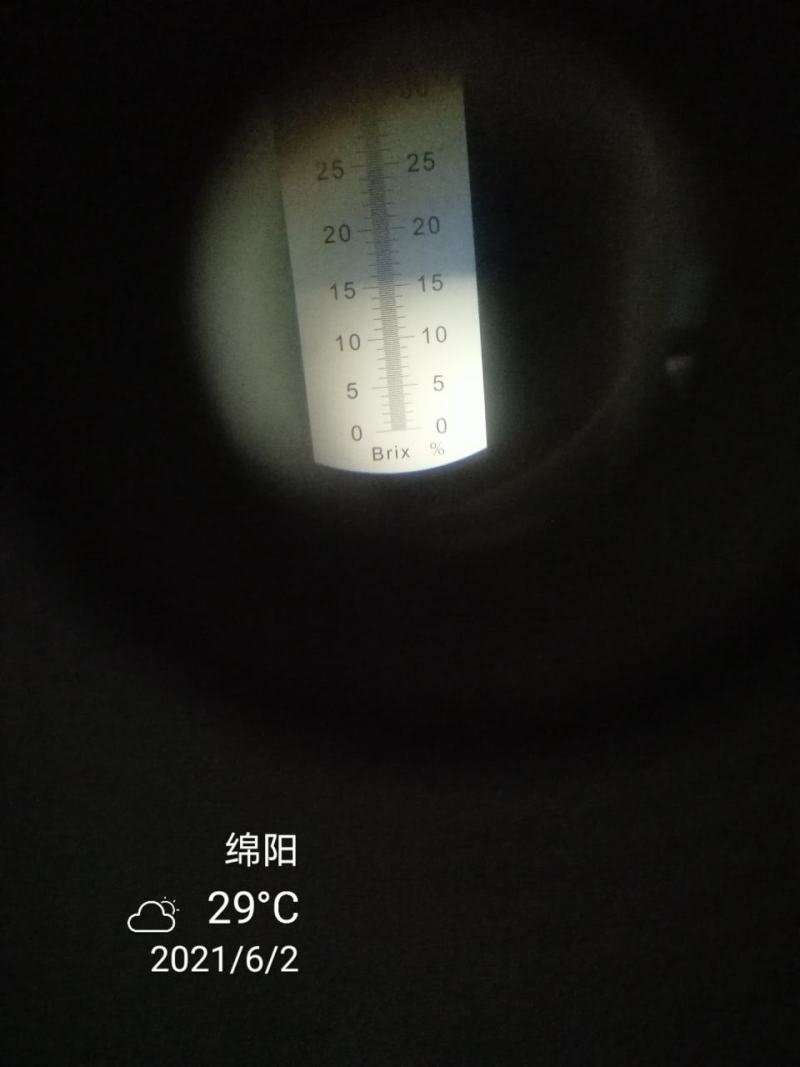 黄桃，四川黄毛桃，脆黄桃，精品桃，精品水果