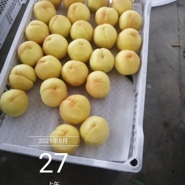热卖黄桃，四川黄毛桃，脆黄桃，精品桃，精品水果