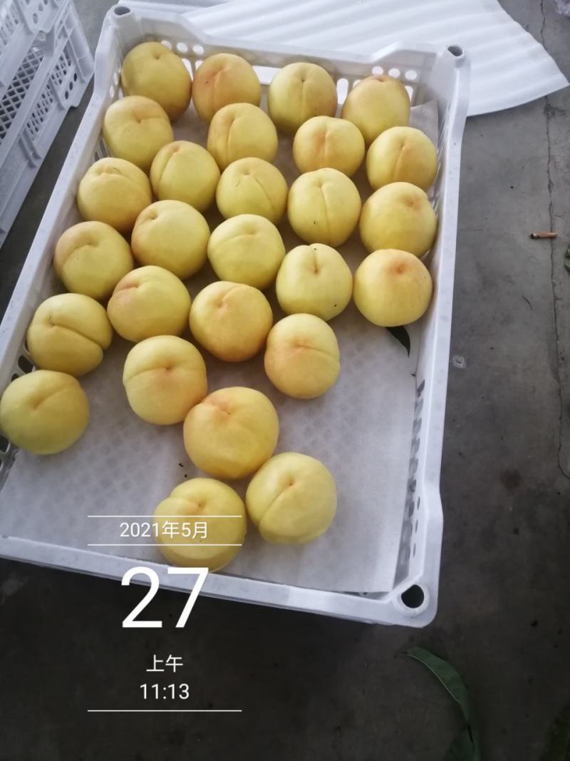 黄桃，四川黄毛桃，脆黄桃，精品桃，精品水果