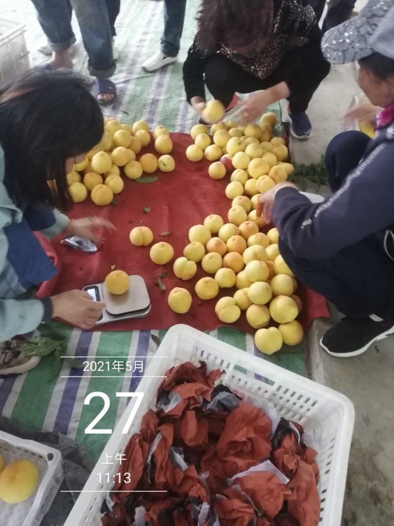 黄桃，四川黄毛桃，脆黄桃，精品桃，精品水果