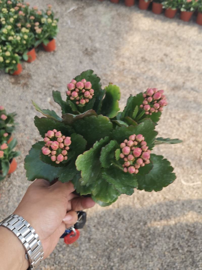 优质长寿花自家基地价格低质量好