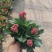 优质长寿花自家基地价格低质量好