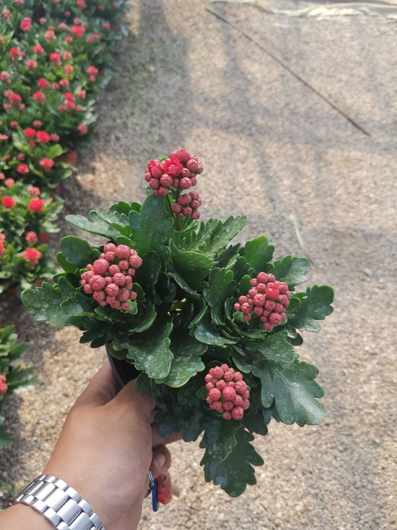 优质长寿花自家基地价格低质量好