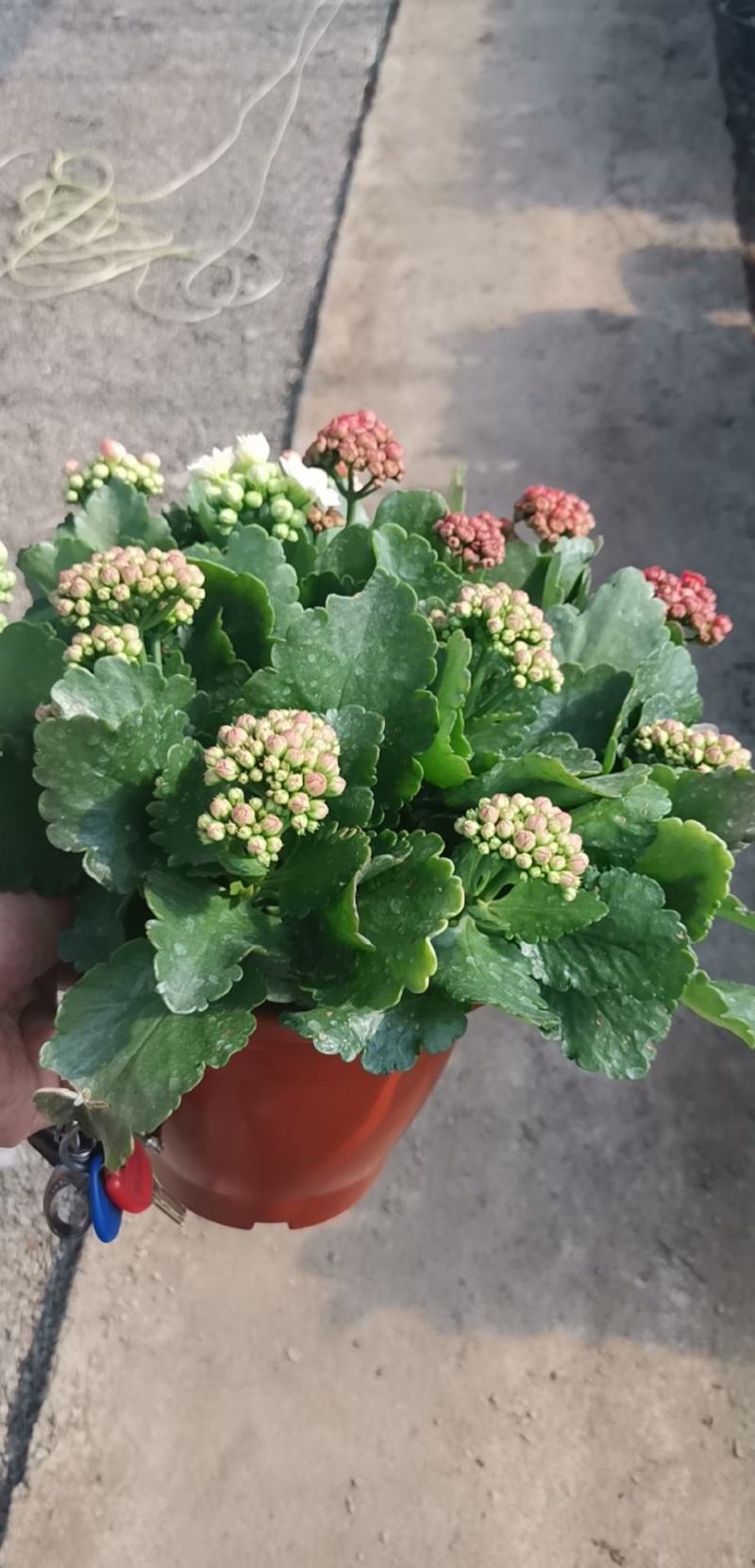 优质长寿花自家基地价格低质量好