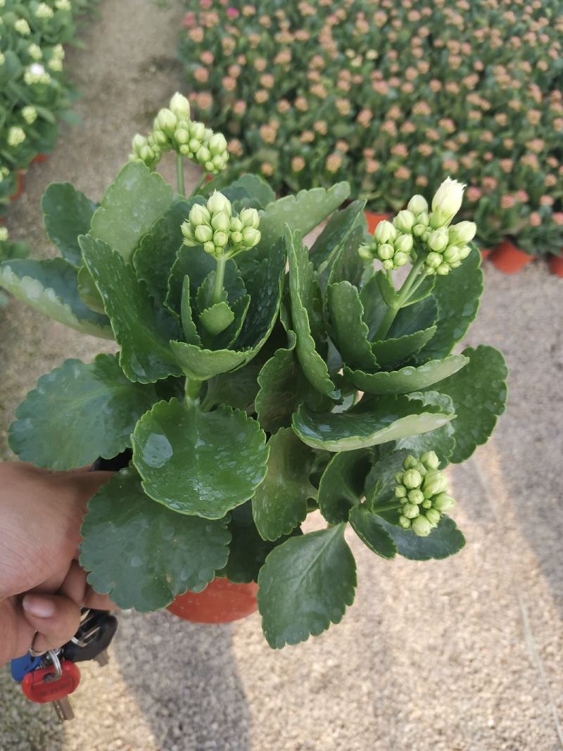 优质长寿花自家基地价格低质量好