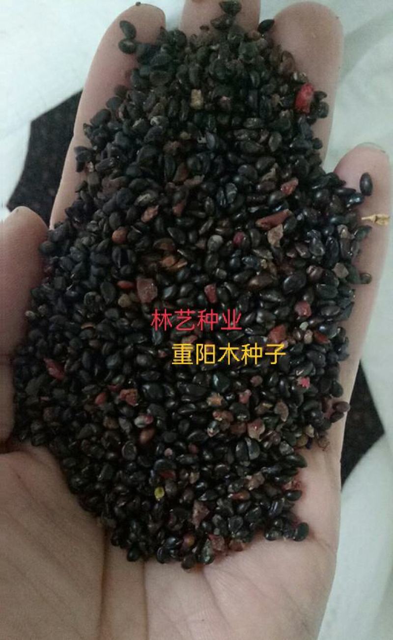 林木种子重阳木种子当年新种籽花卉种籽绿化苗木种子