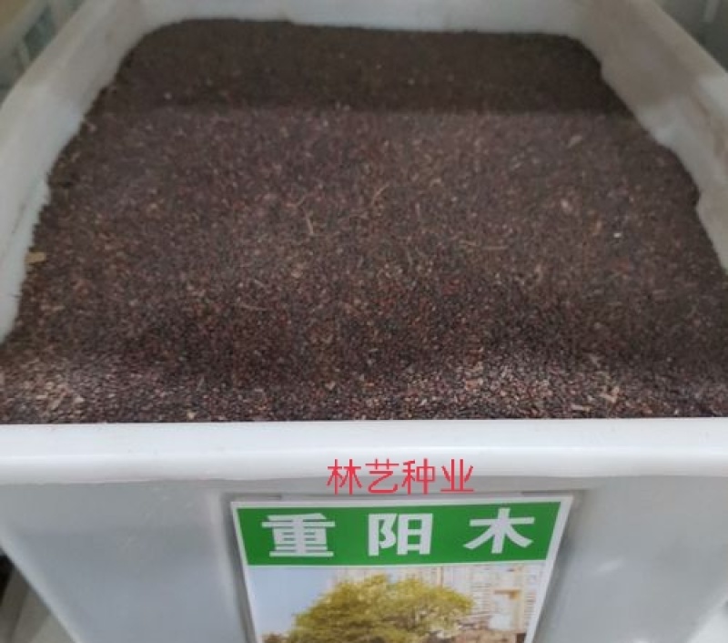 林木种子重阳木种子当年新种籽花卉种籽绿化苗木种子