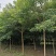 林木种子重阳木种子当年新种籽花卉种籽绿化苗木种子