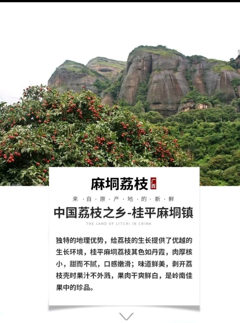 荔枝广西桂平市麻垌镇中国荔枝之乡实力代办专业团队