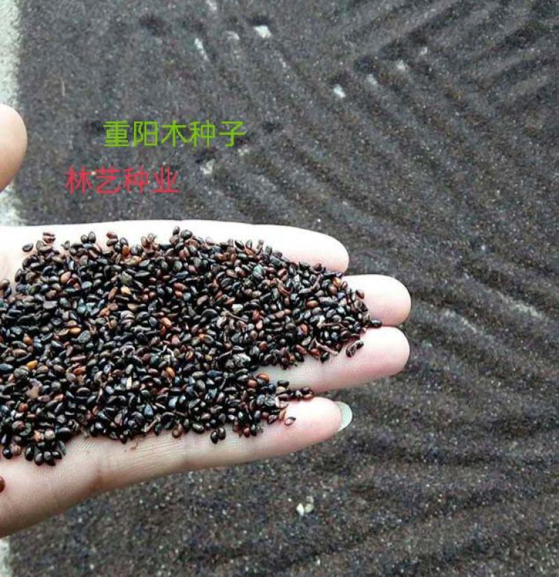 林木种子重阳木种子当年新种籽花卉种籽绿化苗木种子