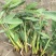 再力花种子盆栽庭院绿化净化水质花河道公园别墅鱼池绿植水生