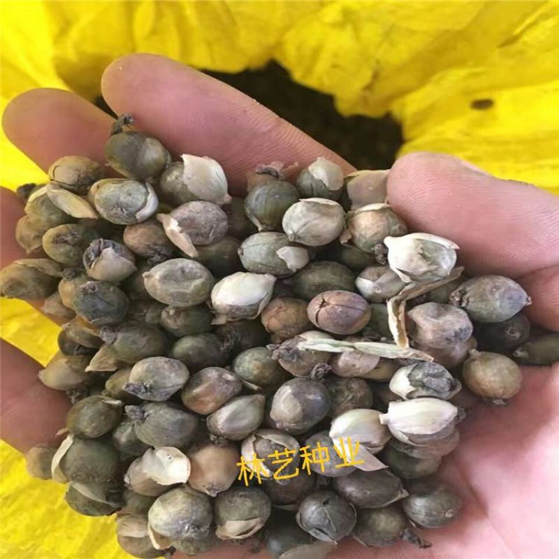 再力花种子盆栽庭院绿化净化水质花河道公园别墅鱼池绿植水生