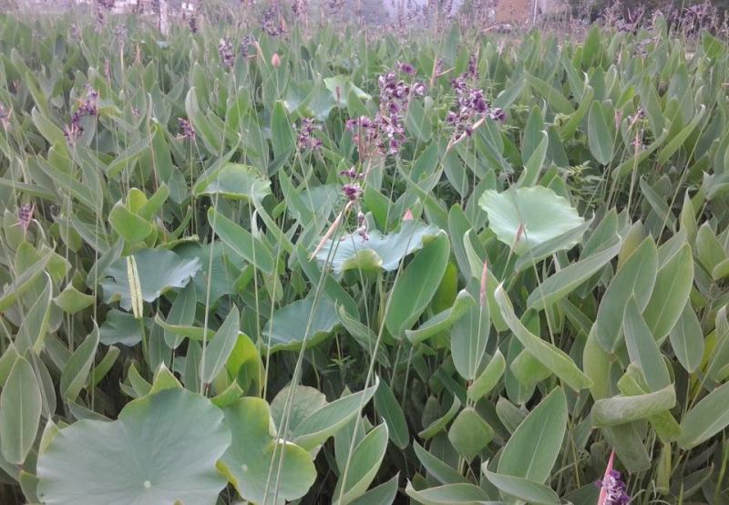 再力花种子盆栽庭院绿化净化水质花河道公园别墅鱼池绿植水生