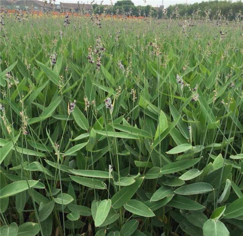 再力花种子盆栽庭院绿化净化水质花河道公园别墅鱼池绿植水生