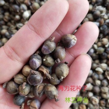 再力花种子盆栽庭院绿化净化水质花河道公园别墅鱼池绿植水生