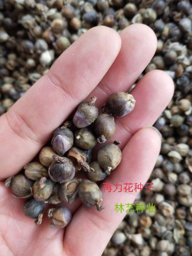 再力花种子盆栽庭院绿化净化水质花河道公园别墅鱼池绿植水生
