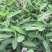 再力花种子盆栽庭院绿化净化水质花河道公园别墅鱼池绿植水生