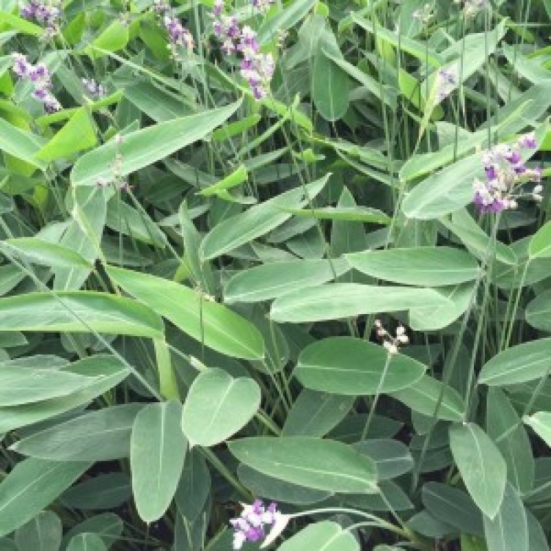 再力花种子盆栽庭院绿化净化水质花河道公园别墅鱼池绿植水生