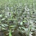 再力花种子盆栽庭院绿化净化水质花河道公园别墅鱼池绿植水生