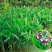 再力花种子盆栽庭院绿化净化水质花河道公园别墅鱼池绿植水生