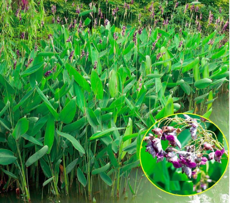 再力花种子盆栽庭院绿化净化水质花河道公园别墅鱼池绿植水生