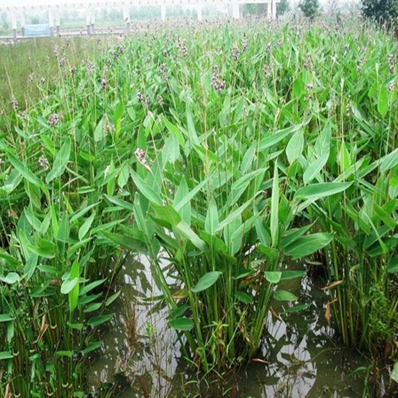 再力花种子盆栽庭院绿化净化水质花河道公园别墅鱼池绿植水生