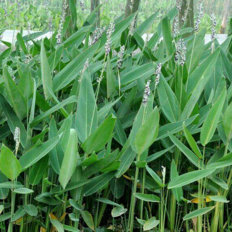 再力花种子盆栽庭院绿化净化水质花河道公园别墅鱼池绿植水生