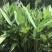 再力花种子盆栽庭院绿化净化水质花河道公园别墅鱼池绿植水生