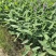 再力花种子盆栽庭院绿化净化水质花河道公园别墅鱼池绿植水生